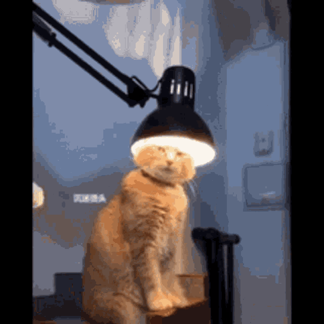 Lamp Light GIF - Lamp Light Bulb - Discover & Share GIFs