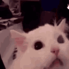 Cat Scream GIFs | Tenor