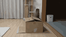 kitten cat hiding kitten cat hiding