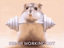 hamster workout gym no pain no gain gym hamster