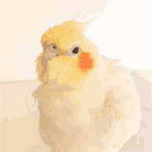 fluffy bird