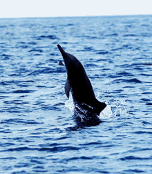 Dolphins Bottle Nose Dolphin GIF - Dolphins Bottle Nose Dolphin Spinning Around GIFs