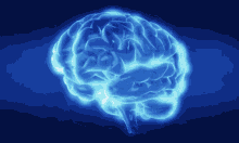 Brain Cerebral Cortex GIF - Brain Cerebral Cortex Parts Of The Brain GIFs