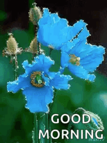 Flowers Sparkling GIF - Flowers Sparkling Blue GIFs