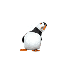 bird thinking proud stubborn puffins bird thinking proud stubborn puffins