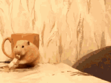 仓鼠 猫咪 吃东西 可爱 闻 老鼠 GIF - Hamster Mouse Cat GIFs