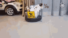 Robot Vacuum Cat In Car GIF - Robot Vacuum Cat In Car Cat Driving GIFs