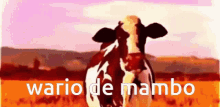 Cows Vacas GIF - Cows Vacas Wariodemambo GIFs