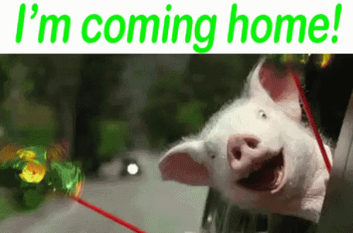 Coming Home,pig,Excited,soon,Happy,Car Ride,gif,animated gif,gifs,meme.