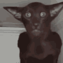 Teteshrek Cat Reaction GIF - Teteshrek Cat Reaction Scared Cat GIFs