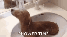 Puppy Shower Shower Time GIF - Puppy Shower Shower Time Bath Time GIFs