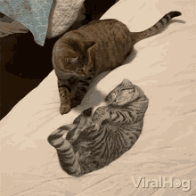 cat smacks a sleeping kitty viralhog cat hitting a sleeping kitty cat smacking a picture of a sleeping kitty