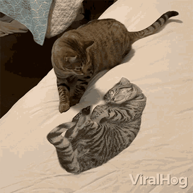 Cat Smacks A Sleeping Kitty Viralhog GIF - Cat Smacks A Sleeping Kitty Viralhog Cat Hitting A Sleeping Kitty GIFs
