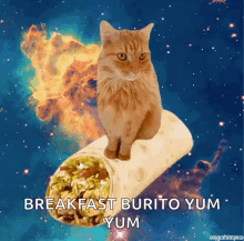 Mexican Food Burrito GIF - Mexican Food Burrito Cat GIFs