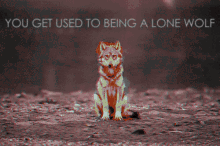 wolf otherkin therian alone lone