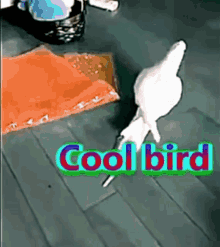 Cool Bird GIF - Cool Bird Cool Bird GIFs