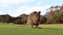 poop quokka