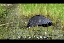 I Can Make It Night Time! GIF - Night Time Day Time Bird GIFs