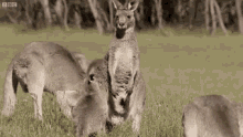 kangaroo fight punched slammed