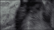 dance bear