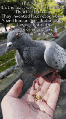Pigeon Dove GIF - Pigeon Dove Feed GIFs