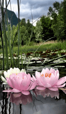 zen flowers floating ripples