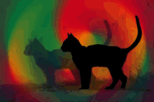 hypnotic cat psychedelic pet animal