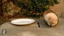 dog chow puppy bowl fail