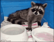 Raccoon Crazy GIF - Raccoon Crazy Selfdefeating GIFs