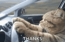 cat-driving-serious.gif