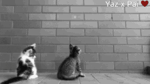 Yazx Pai Cat GIF - Yazx Pai Cat Cute GIFs