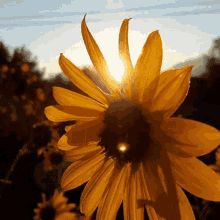 sunflower beautiful