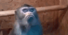 frown monkey