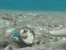 octopus finger shell touch