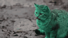 Grayson Green Cat GIF - Grayson Green Cat GIFs