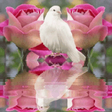 dove flower