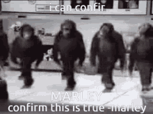 Monkey Marley GIF - Monkey Marley Funny Monkey GIFs