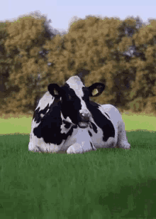 Cow Chew GIF - Cow Chew GIFs