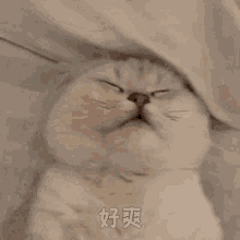 Thaicz Cat GIF - Thaicz Cat GIFs