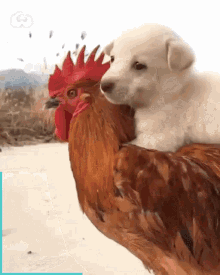 Awww Chicken GIF - Awww Chicken Puppy GIFs