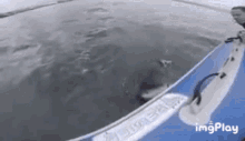 Shark Shark Attack GIF - Shark Shark Attack Pneumatique GIFs