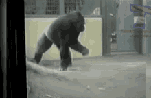 Dancing Gorilla GIF - Dancing Gorilla Funny GIFs