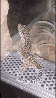 Gecko Leopard Gecko GIF - Gecko Leopard Gecko Wag Tail GIFs