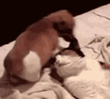 Funny Animals Face GIF - Funny Animals Face Sit GIFs