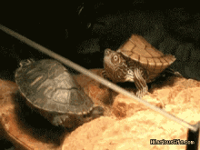 turtle scream turtle scream