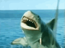Jaws Shark GIF - Jaws Shark Week GIFs