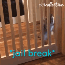 Cat Jailbreak GIF - Cat Jailbreak Squeeze GIFs