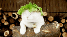 Salad GIF - Salad Cat GIFs