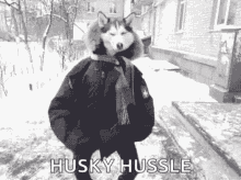Husky Hussle Dog GIF - Husky Hussle Husky Dog GIFs