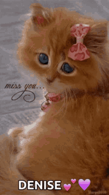 Denise Miss You GIF - Denise Miss You Cat GIFs
